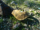 photo thumbnail #12