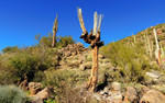 photo thumbnail #12