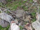 photo thumbnail #7
