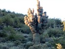 photo thumbnail #1