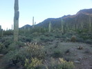 photo thumbnail #4