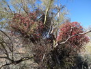 photo thumbnail #11
