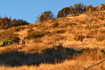 photo thumbnail #10
