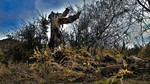 photo thumbnail #12