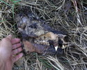 photo thumbnail #6