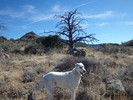 photo thumbnail #8