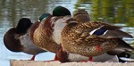 photo thumbnail #11
