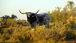 photo thumbnail #3