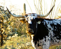photo thumbnail #6