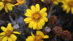 photo thumbnail #14