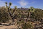 photo thumbnail #11
