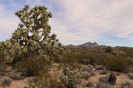 photo thumbnail #13