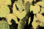 photo thumbnail #10