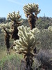 photo thumbnail #12