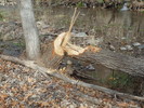 photo thumbnail #14