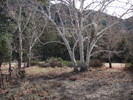 photo thumbnail #12
