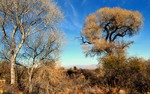 photo thumbnail #4
