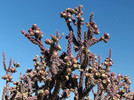 photo thumbnail #8