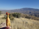 photo thumbnail #5