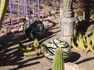 photo thumbnail #5
