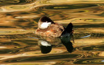 photo thumbnail #15
