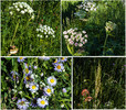2013-07-09 :2: Beaver Pond Loop GNP :: tibber