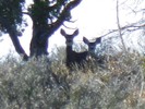 photo thumbnail #9