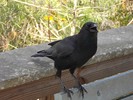 2014-02-01 :2: Along the Park Road - Everglades National Park :: gummo