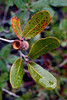 2014-02-01 :2: Ladybug Trail #329 :: SkyIslander18