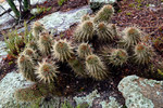 photo thumbnail #5