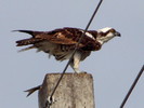 Featured Detail Photo