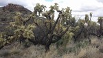 photo thumbnail #2