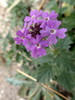 photo thumbnail #15