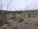 photo thumbnail #15