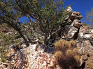 2014-02-09 :3: Lost Mine Trail South Mountain :: johnlp