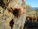 photo thumbnail #8