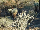 photo thumbnail #7