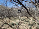 photo thumbnail #9