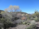 photo thumbnail #7