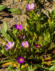 2014-02-09 :2: Reavis Canyon - AZT #18 :: desertgirl
