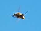 photo thumbnail #4