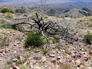 2014-02-11 :2: Kentuck Mountain 5013 - Tonto NF :: FLYING_FLIVER
