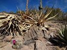 photo thumbnail #4