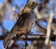 photo thumbnail #4