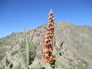 photo thumbnail #5