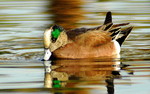 photo thumbnail #6