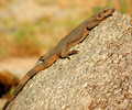 photo thumbnail #1
