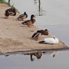 photo thumbnail #3