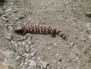 photo thumbnail #1