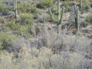 photo thumbnail #11